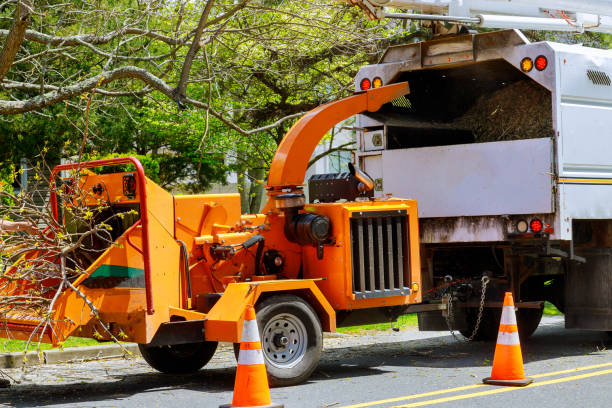 Tree Root Removal in Goulds, FL